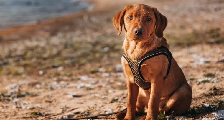 Adorable Labrador Puppies for Sale – Vaccinated & Healthy!